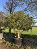 garden privet, AP120cm