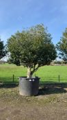 Portuguese Laurel, 1000L