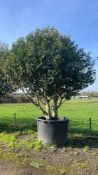 Portuguese Laurel, 1000L