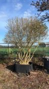 garden privet, AP120cm