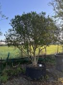 garden privet, AP120cm