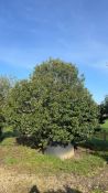 Portuguese Laurel, 1000L