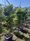 Akebia quinata, 0042L/T x3