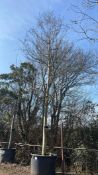 London Plane, 0750L