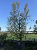 hornbeam 'Fastigiata', 1000L