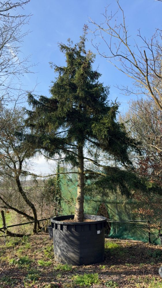 On Instruction of Tendercare - Established shrubs, flowering and evergreen trees, climbers, topiary and pleached trees