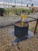 Japanese maple 'Ornatum', AP60cm/RB