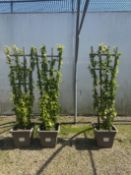 Japanese quince 'Kinshiden', 0042L/T x3