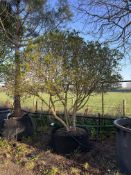 garden privet, AP120cm