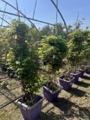 Akebia quinata, 0042L/T x3