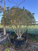 garden privet, AP120cm