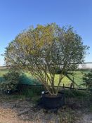 garden privet, AP120cm