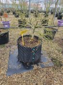 Japanese maple 'Ornatum', AP60cm/RB