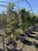 Akebia quinata, 0042L/T x4