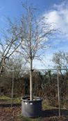 Mountain Ash, 0750L