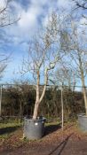 sweet gum 'Variegata', 0500L