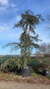blue Atlas Cedar, 1000L