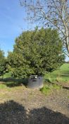 Portuguese Laurel, 1000L