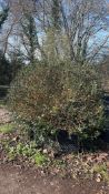 blue Holly 'Blue Angel', AP140cm