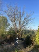 Tibetan cherry, 1000L