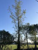 Dawn Redwood, 1500L