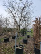 quince 'Champion', 0090L x2