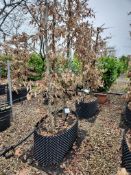 common hornbeam, Trgh L 1M x2