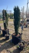 Ficus carica Brogiotto Bianco, 0025L x2