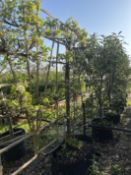 Callery pear 'Chanticleer', AP90cm