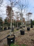 common hornbeam, 0090L x2
