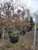 common hornbeam, 0160L x4