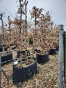 common hornbeam, Trgh L 1M x2