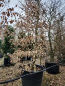 common hornbeam, 0160L