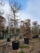 common hornbeam, 0090L x2