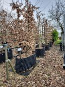 common hornbeam, Trgh L 1M x4