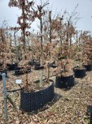 common hornbeam, Trgh L 1M x4