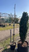 Ficus carica Brogiotto Bianco, 0025L