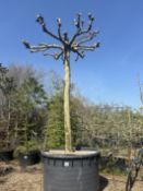 London Plane, 1500L