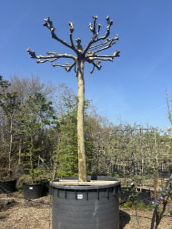On Instruction of Tendercare - Established shrubs, flowering and evergreen trees, climbers, topiary and pleached trees