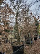 common hornbeam, 0160L