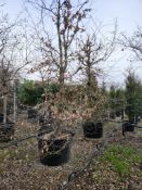 common hornbeam, 0160L x2