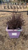New Zealand myrtle 'Red Dragon', 0020L/P