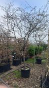 quince 'Champion', 0090L