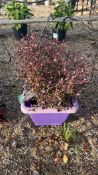 New Zealand myrtle 'Red Dragon', 0020L/P