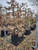common hornbeam, Trgh L 1M x2