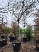 quince 'Champion', 0090L