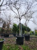 quince 'Champion', 0090L