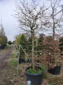 Copper Beech, 0160L