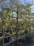 Callery pear 'Chanticleer', AP90cm