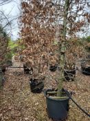 common hornbeam, 0090L x3